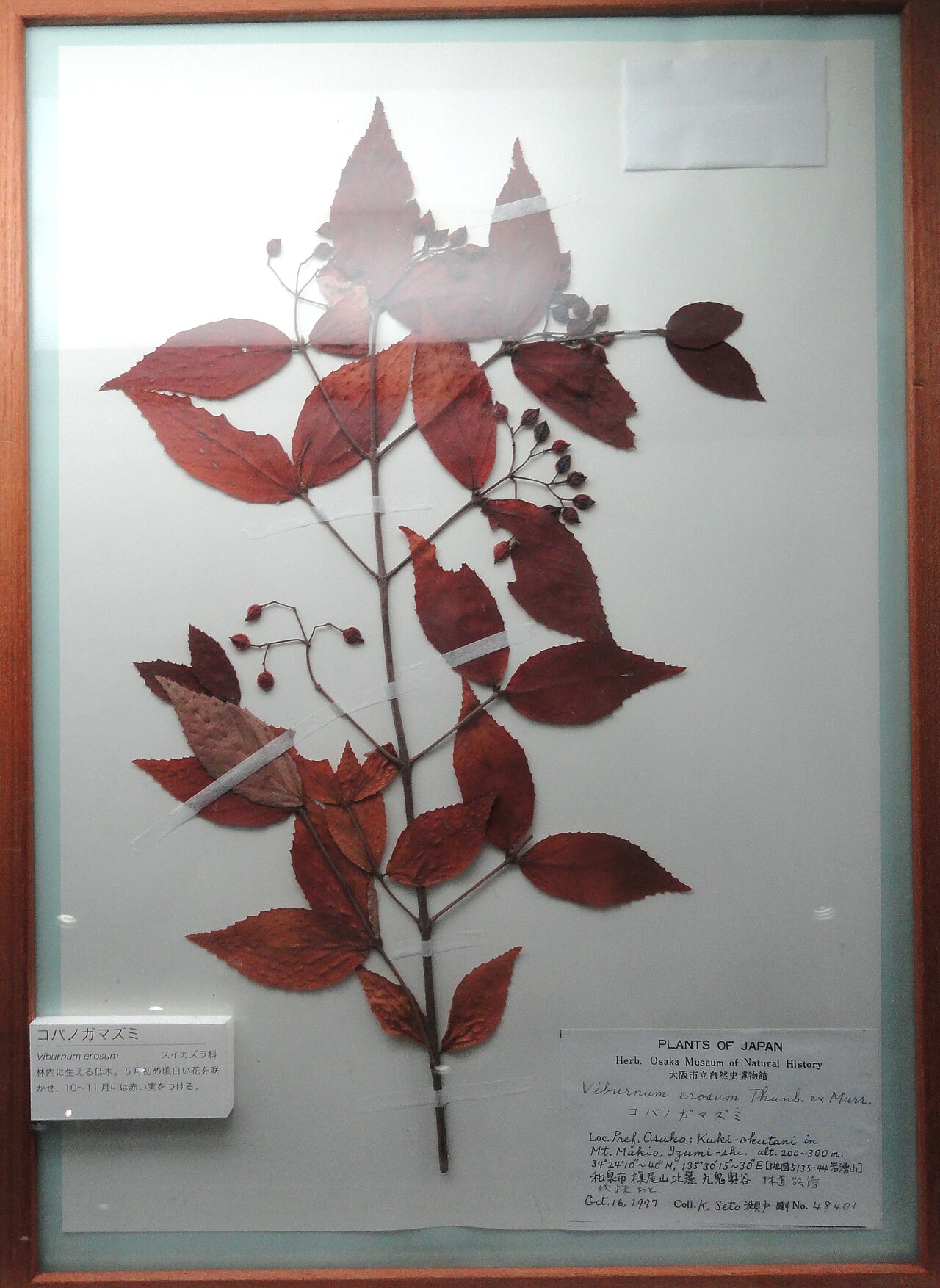 Leather-leaf viburnum: Osaka Museum of Natural History, Osaka, Japan.