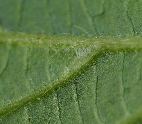 Leather-leaf viburnum: Viburnum erosum:コバノガマズミ ダニ室 2017/06/11 和歌山県田辺市:Tanabe City. Wakayama Pref. Japan