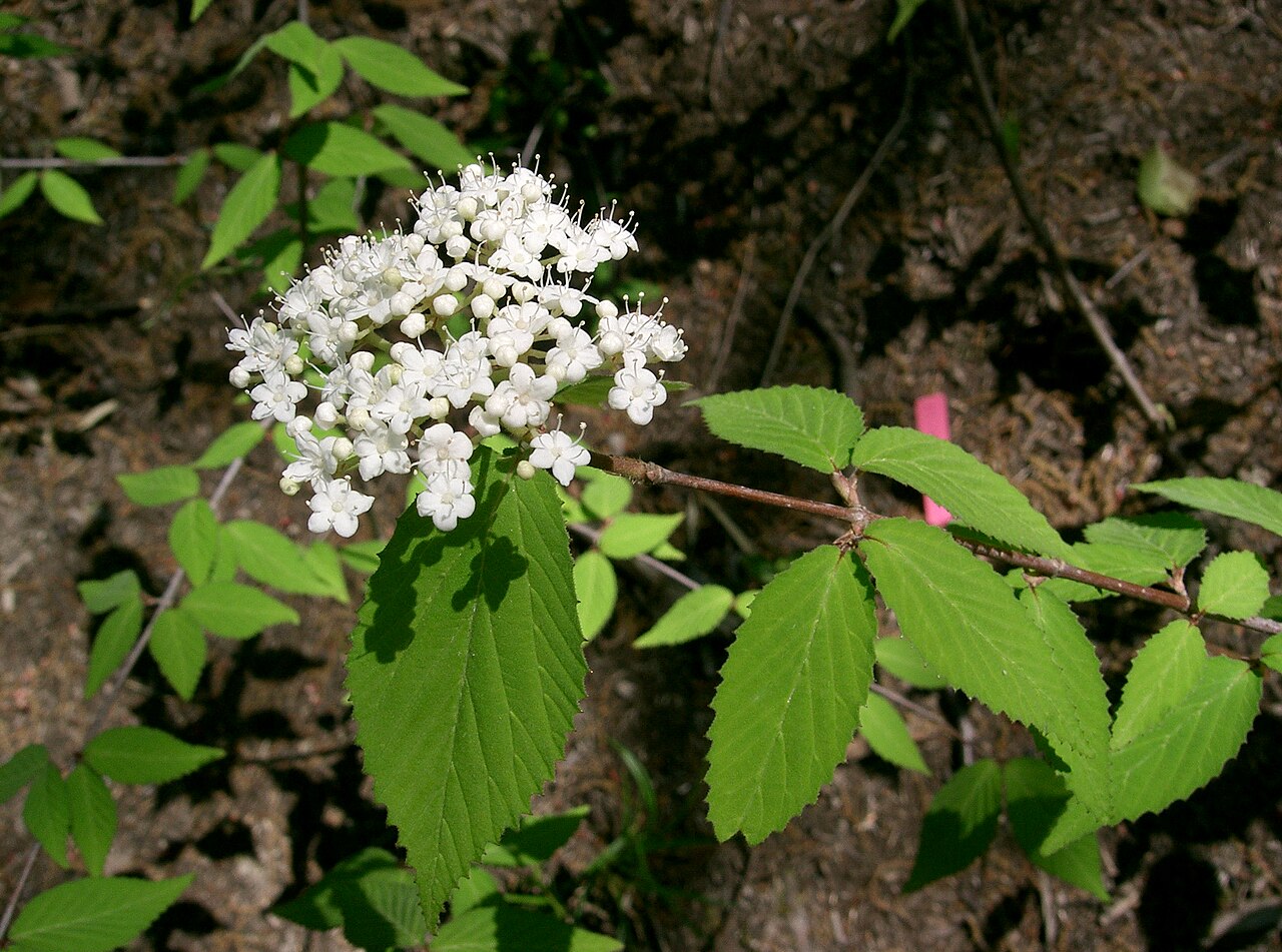 Leather-leaf viburnum: コバノガマズミ