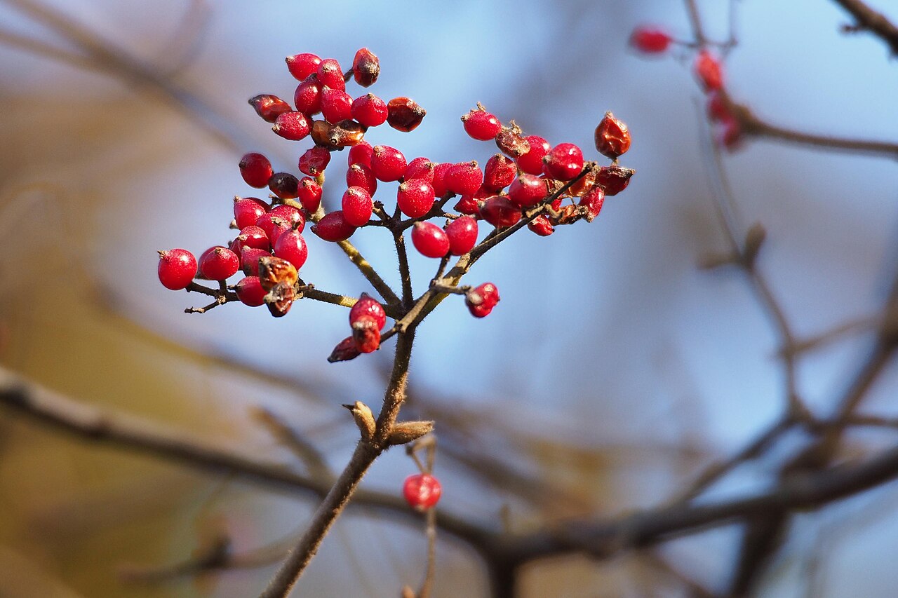 Leather-leaf viburnum: コバノガマズミ.