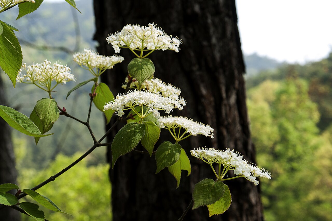 Leather-leaf viburnum: Viburnum erosum