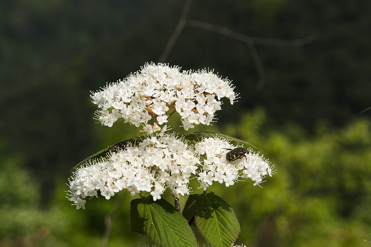 Leather-leaf viburnum: Viburnum erosum
