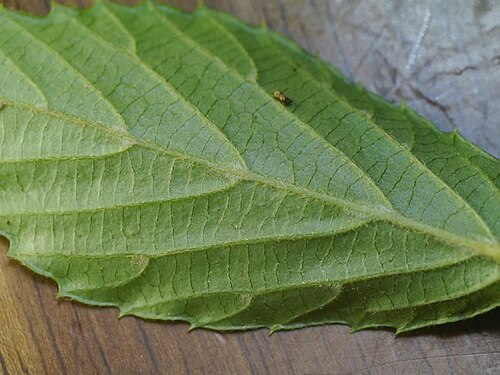 Leather-leaf viburnum: Viburnum erosum:コバノガマズミ ダニ室 2017/06/11 和歌山県田辺市:Tanabe City. Wakayama Pref. Japan