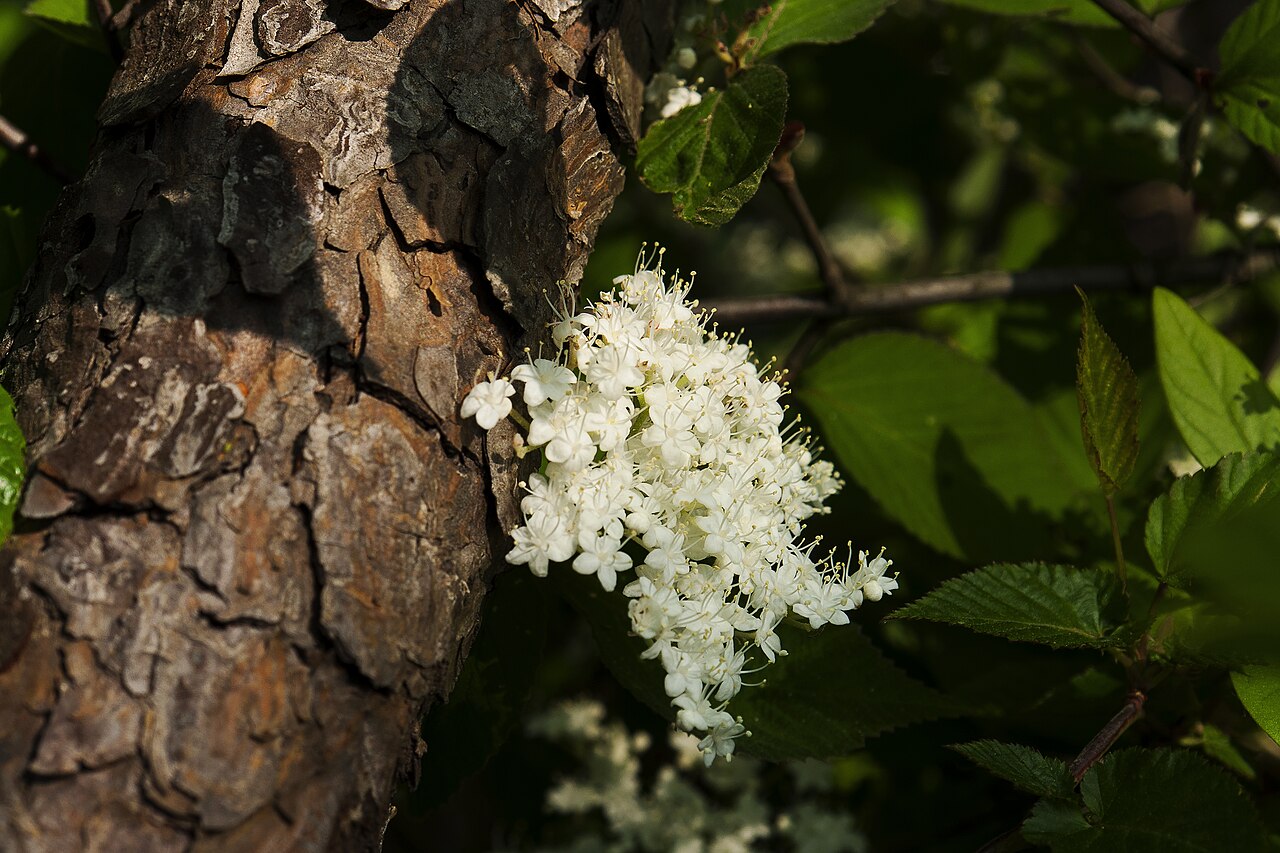Leather-leaf viburnum: Viburnum erosum