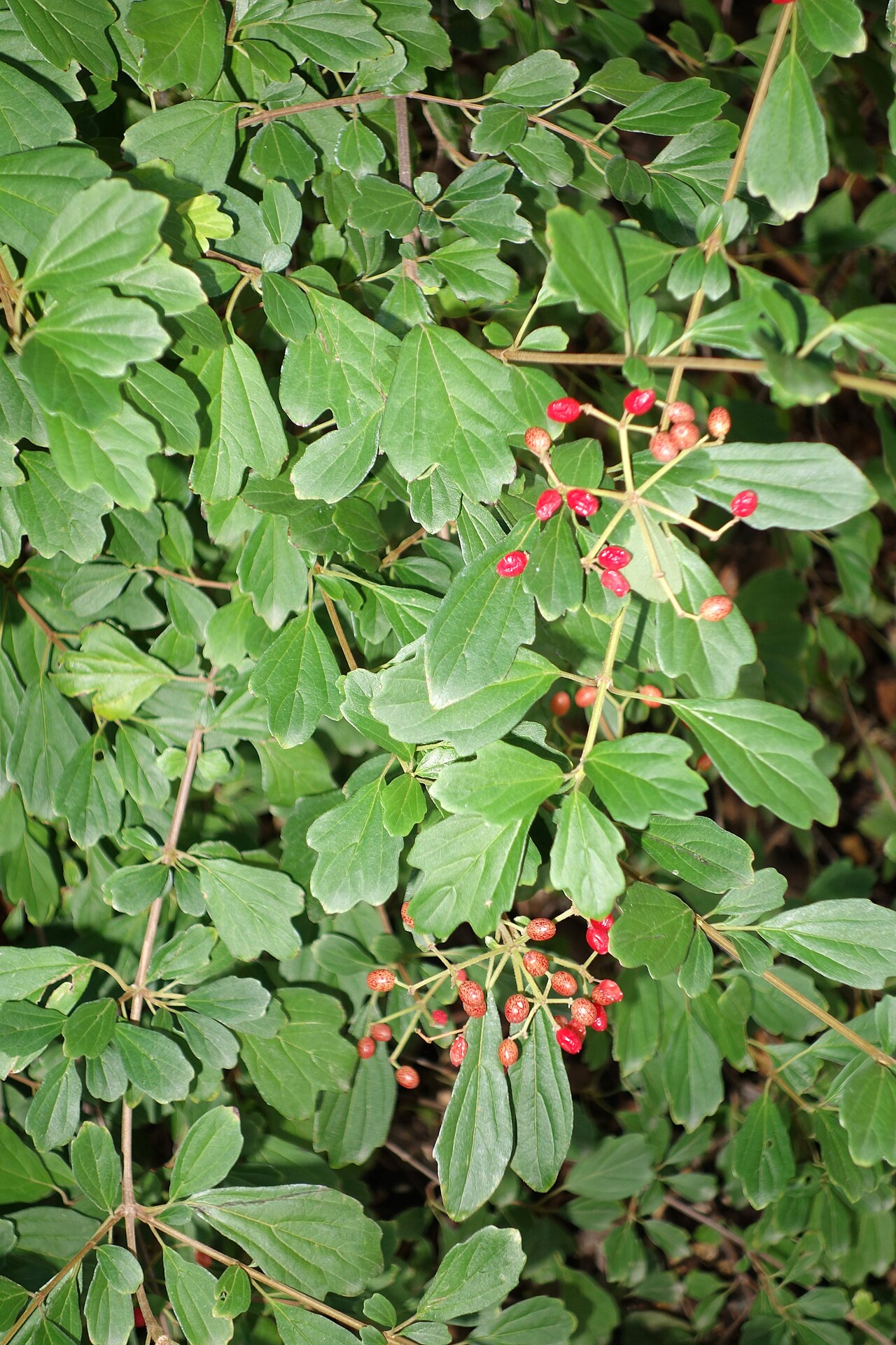 Viburnum foetidum: Botanical specimen in Quarryhill Botanical Garden, Glen Ellen, California, USA.