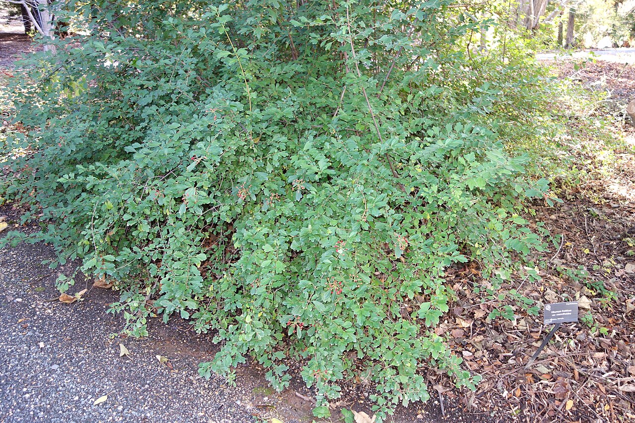 Viburnum foetidum: Botanical specimen in Quarryhill Botanical Garden, Glen Ellen, California, USA.