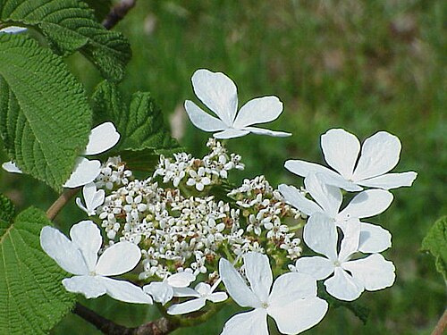 Viburnum furcatum: Species : Viburnum furcatum Family : Adoxaceae (formerly in Caprifoliaceae) Image No. 2