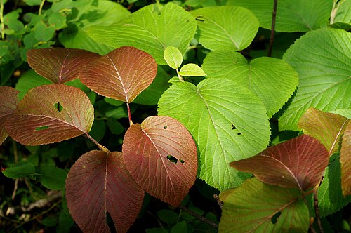 Viburnum furcatum: Viburnum furcatum