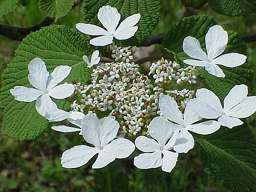 Viburnum furcatum: Species : Viburnum furcatum Family : Adoxaceae (formerly in Caprifoliaceae) Image No. 1