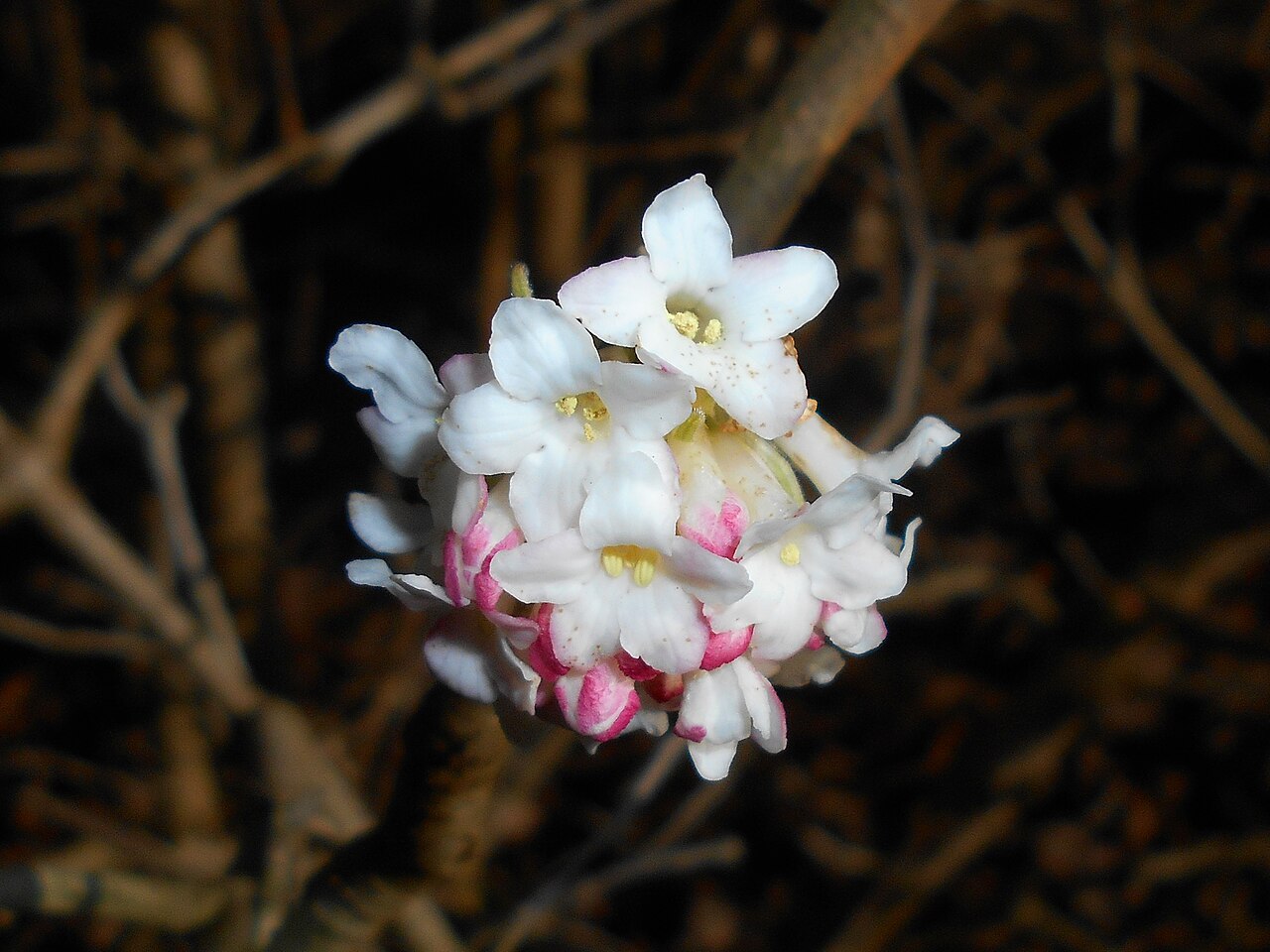 Himalayan viburnum: Viburnum grandiflorum , botanical garden in Berlin.