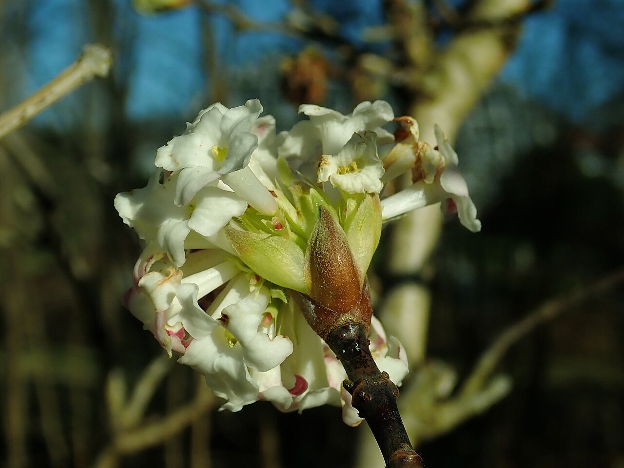 Himalayan viburnum: Viburnum grandiflorum , botanical garden in Berlin.