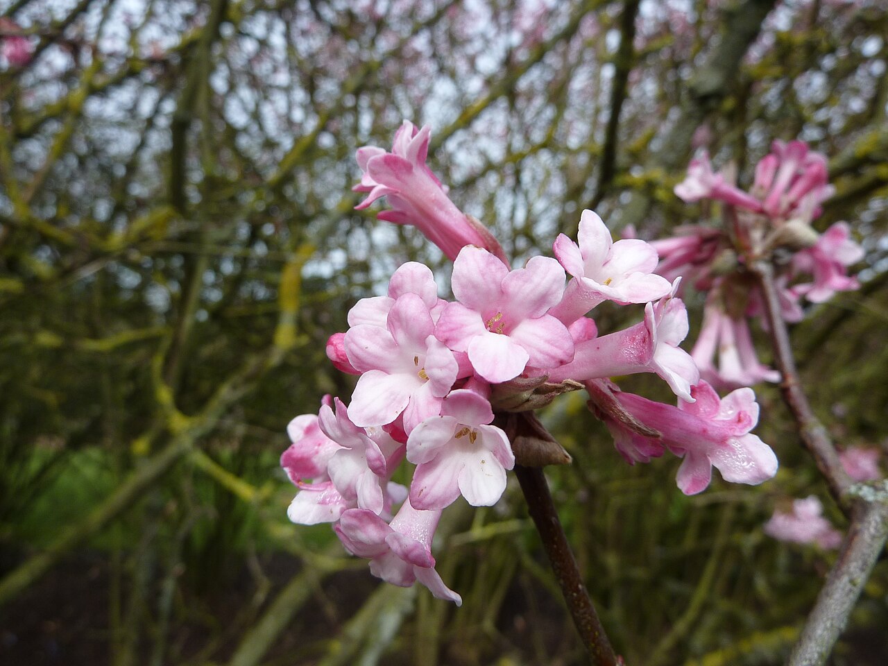 Himalayan viburnum: Taken in the Cambridge University Botanic Garden .