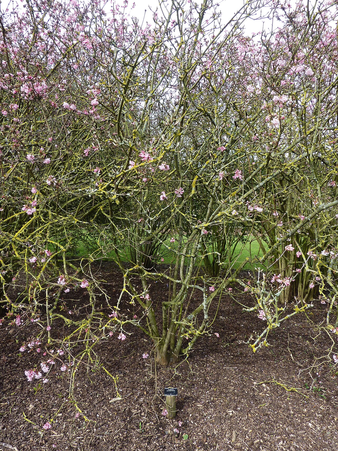 Himalayan viburnum: Taken in the Cambridge University Botanic Garden .