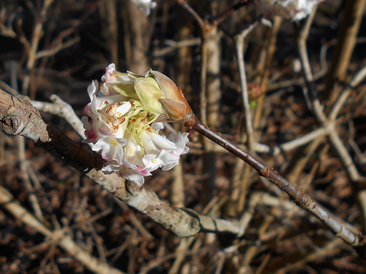 Himalayan viburnum: Viburnum grandiflorum , botanical garden in Berlin.