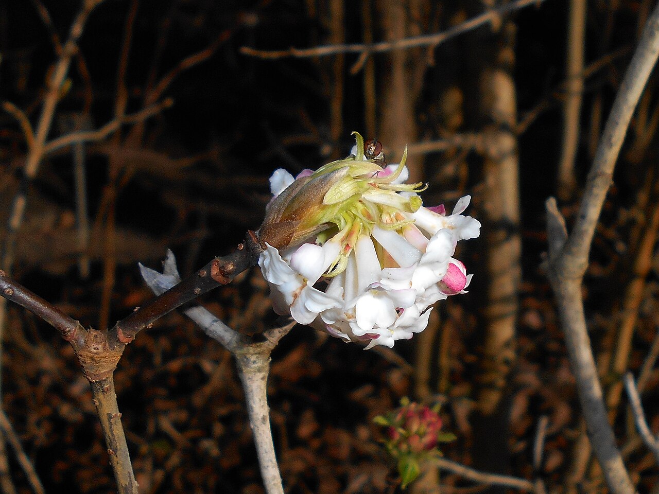 Himalayan viburnum: Viburnum grandiflorum , botanical garden in Berlin.