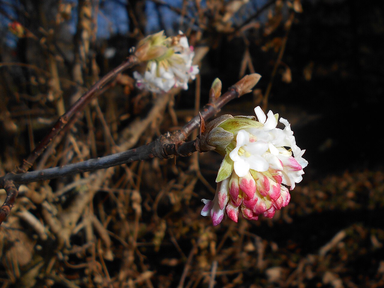 Himalayan viburnum: Viburnum grandiflorum , botanical garden in Berlin.