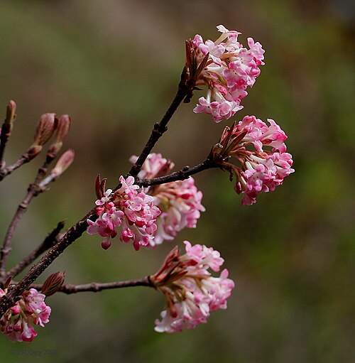 Himalayan viburnum: Viburnum grandiflorum in Kullu District of Himachal Pradesh , India .
