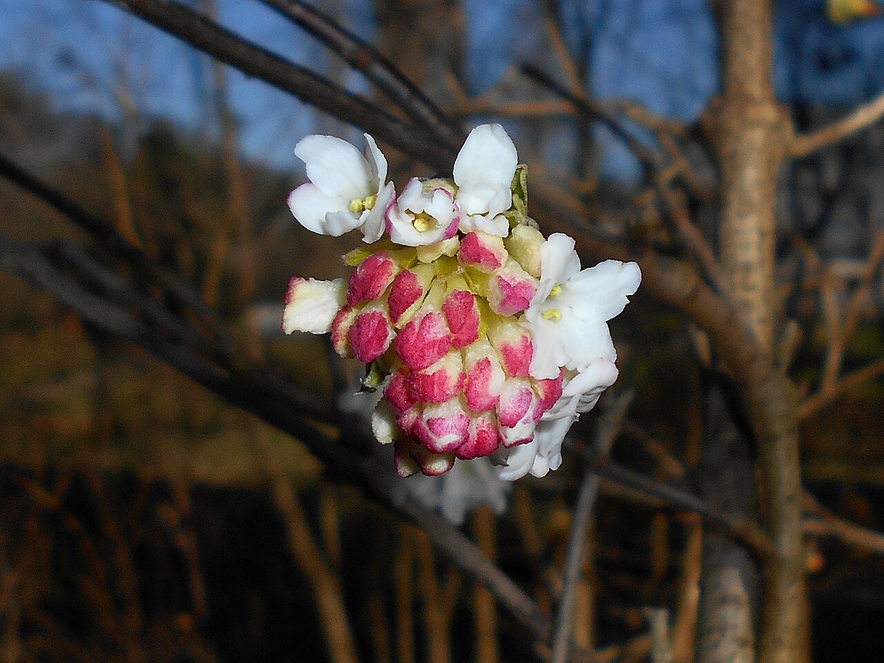 Himalayan viburnum: Viburnum grandiflorum , botanical garden in Berlin.
