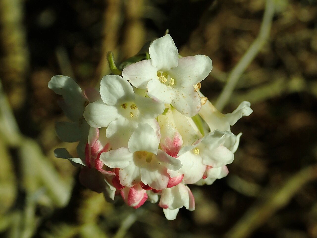 Himalayan viburnum: Viburnum grandiflorum , botanical garden in Berlin.