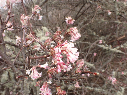 Himalayan viburnum (Viburnum grandiflorum)