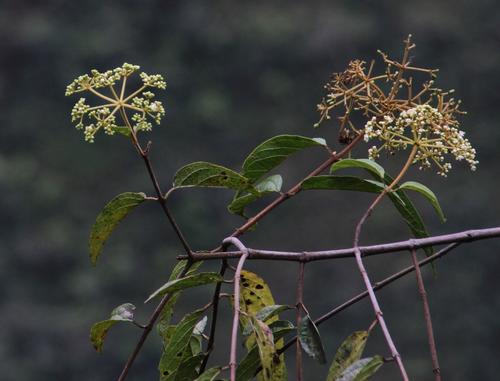 Viburnum hallii (Viburnum hallii)