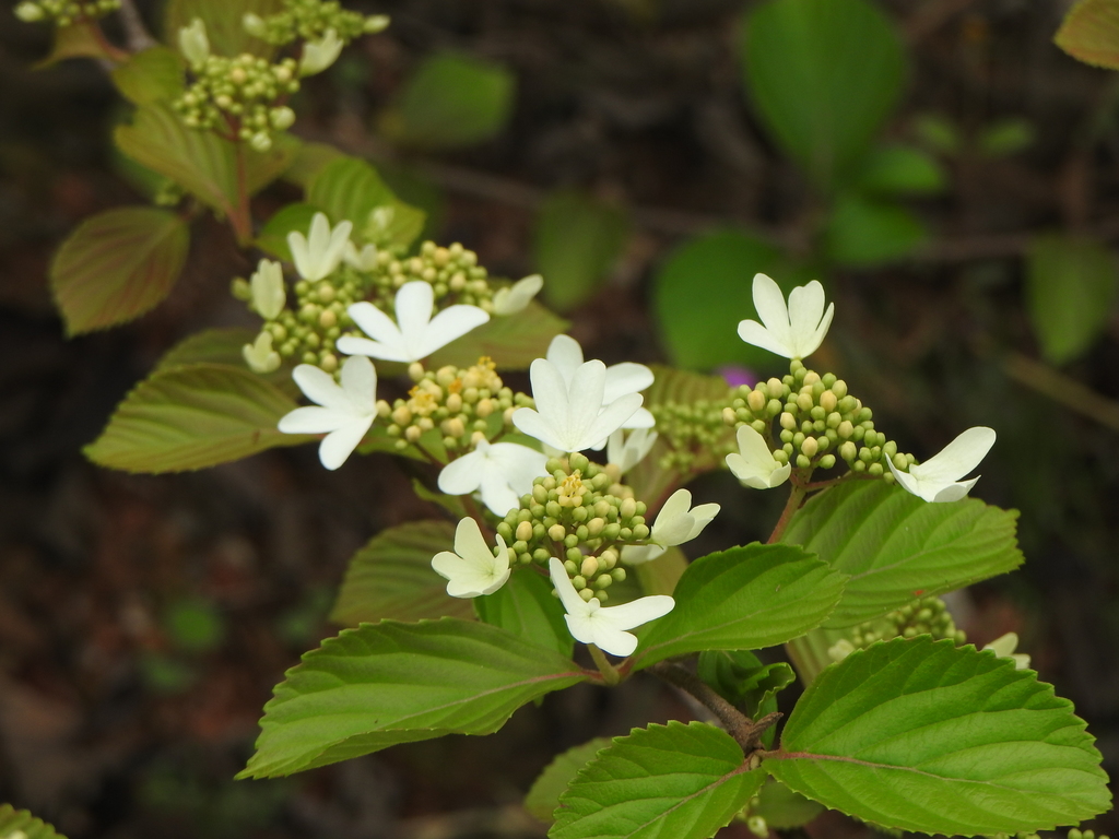 Viburnum hanceanum (Viburnum hanceanum)