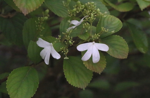 Viburnum hanceanum (Viburnum hanceanum)