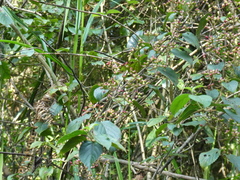 Viburnum hanceanum (Viburnum hanceanum)