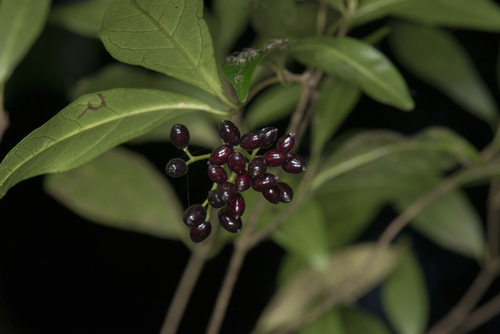 Viburnum integrifolium (Viburnum integrifolium)