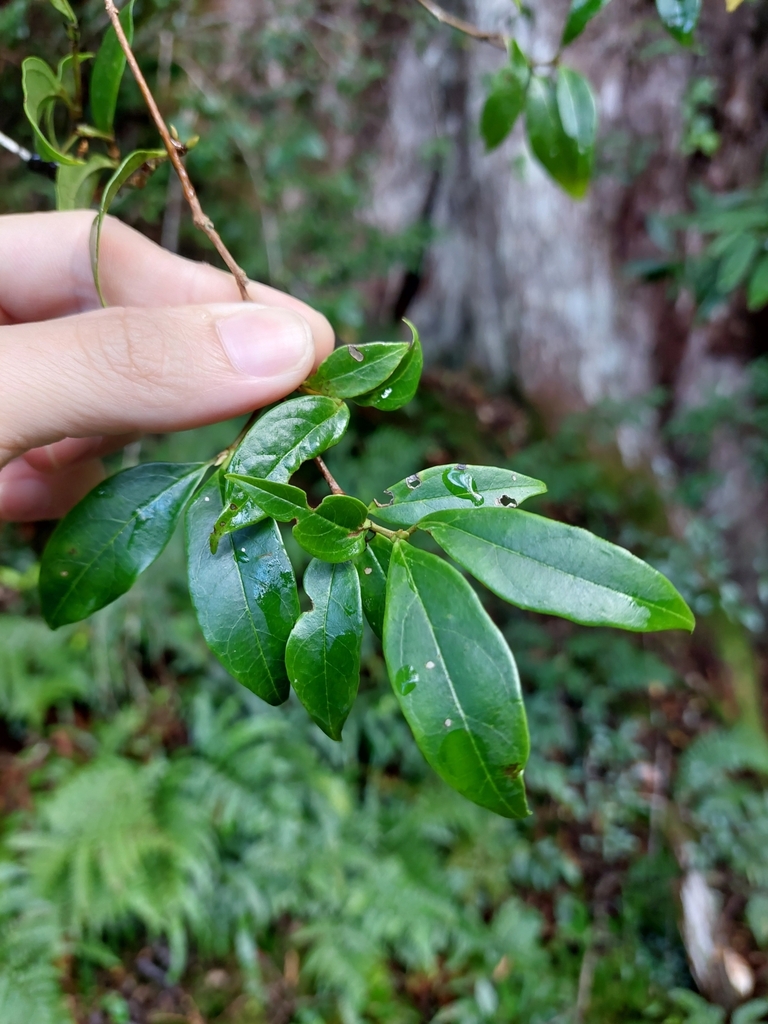 Viburnum integrifolium (Viburnum integrifolium)