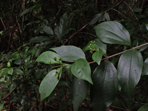 Viburnum integrifolium (Viburnum integrifolium)