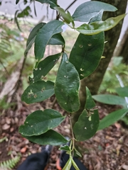 Viburnum integrifolium (Viburnum integrifolium)