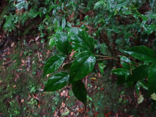 Viburnum integrifolium (Viburnum integrifolium)