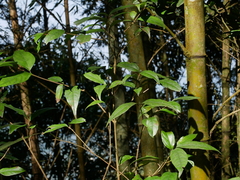 Viburnum integrifolium (Viburnum integrifolium)