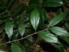 Viburnum integrifolium (Viburnum integrifolium)
