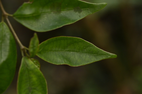 Viburnum integrifolium (Viburnum integrifolium)