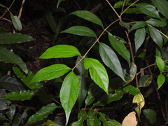 Viburnum integrifolium (Viburnum integrifolium)