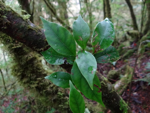 Viburnum integrifolium (Viburnum integrifolium)