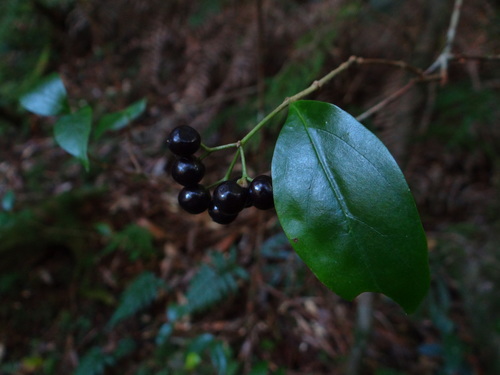 Viburnum integrifolium (Viburnum integrifolium)