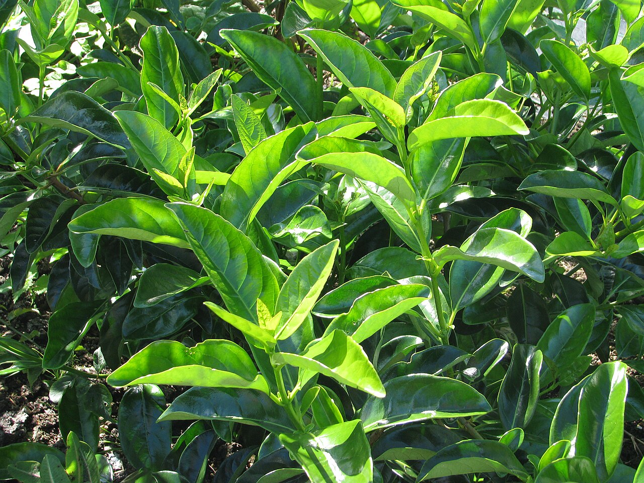 Japanese viburnum: Wonderfully glossy leaves