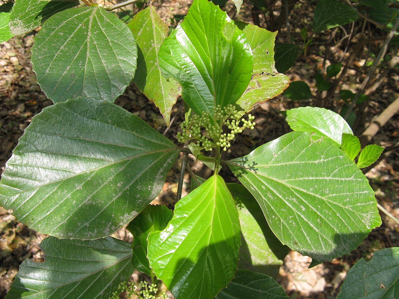 Japanese viburnum: Viburnum japonicum