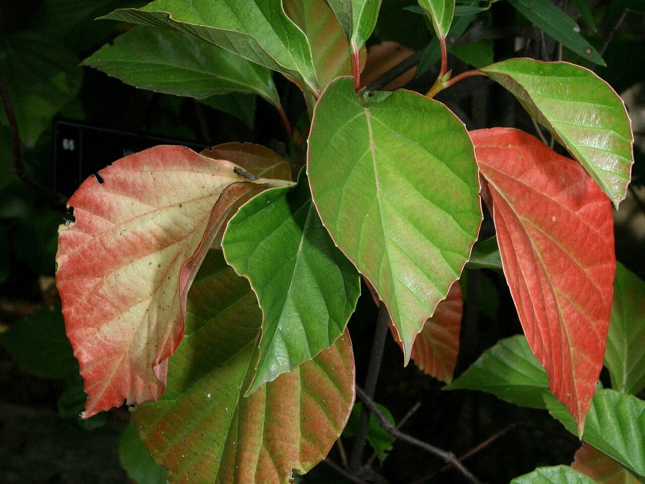 Japanese viburnum: Viburnum japonicum in Autumn, Arboretum in Brno, Czech Republic