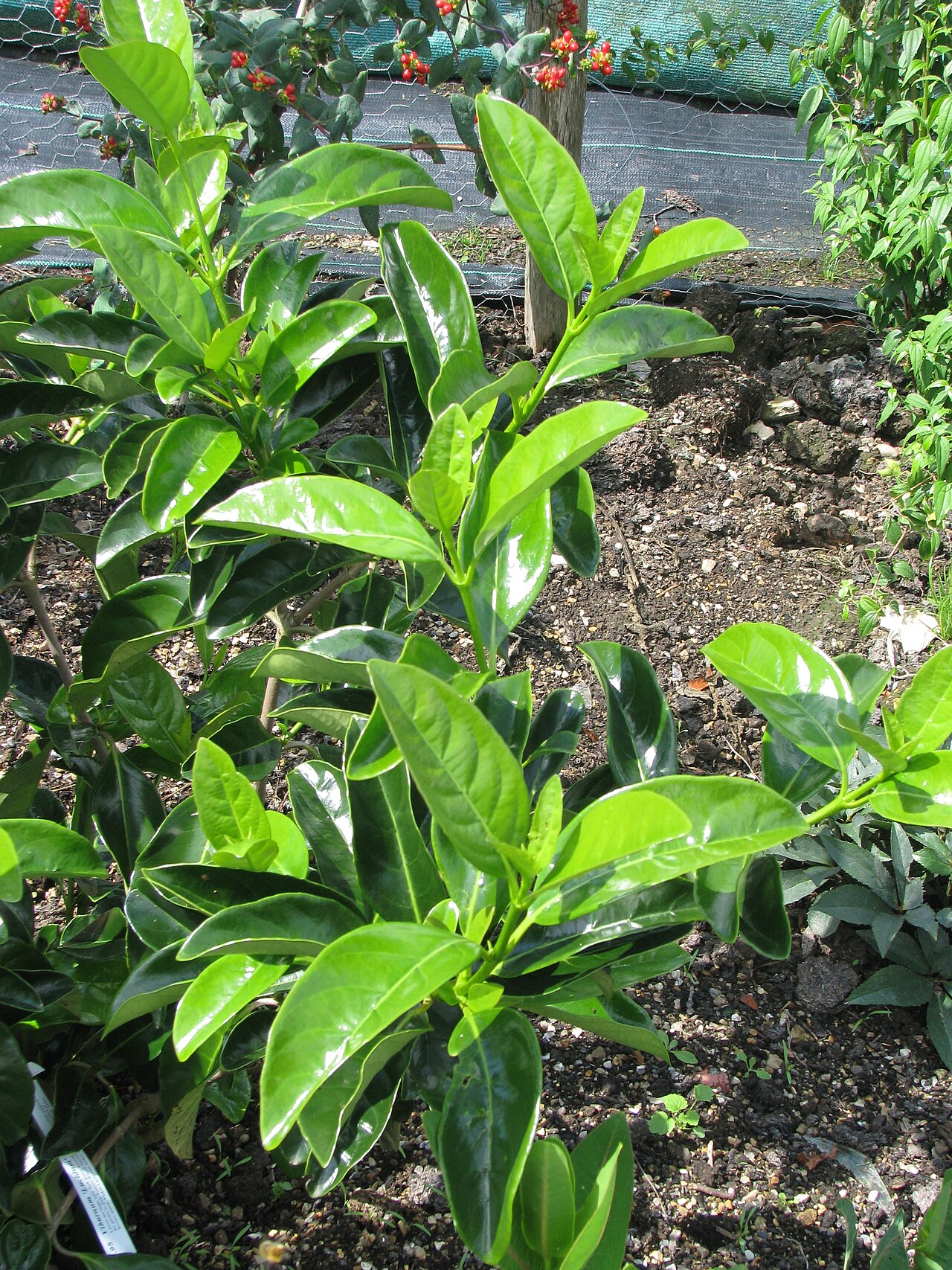 Japanese viburnum: wonderful glossy leaves
