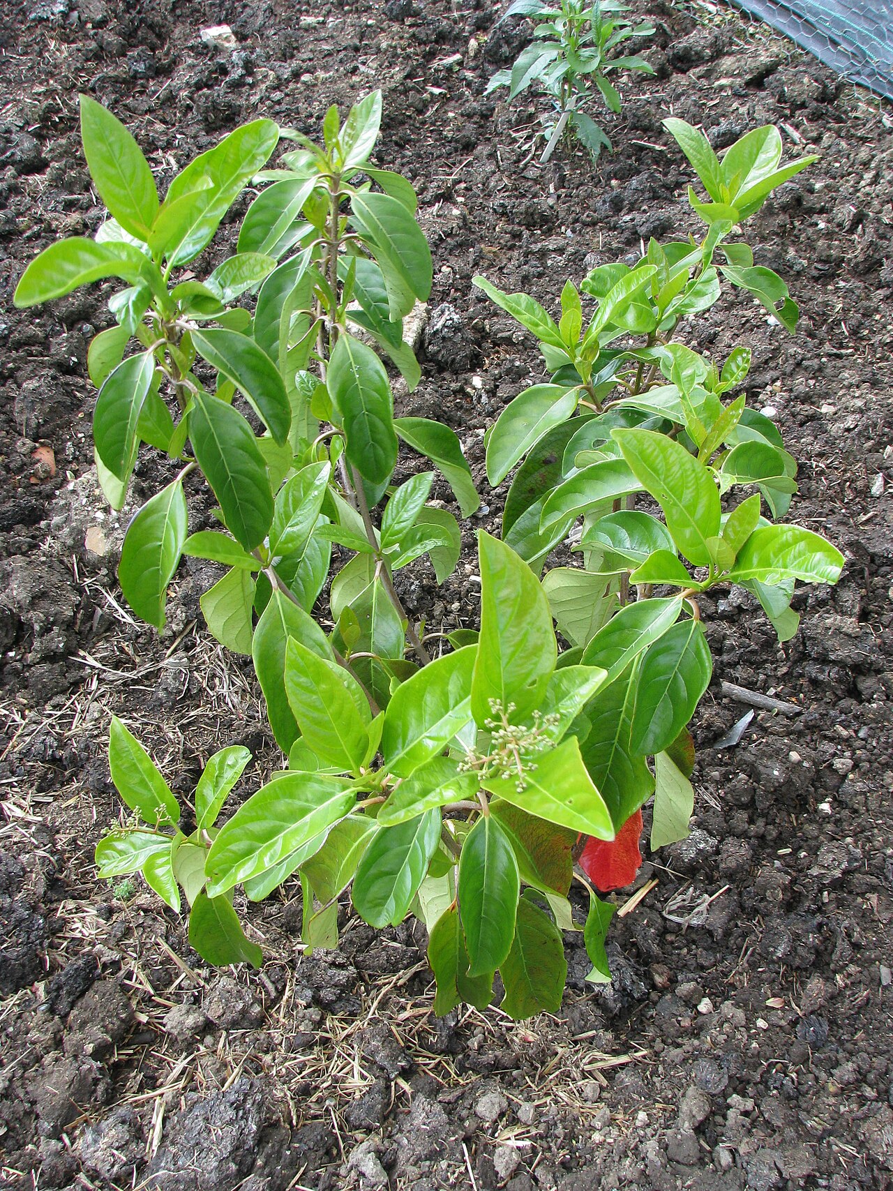 Japanese viburnum: An unexpectedly nice specimen that turned up at the local farm shop last Christmas. I was going to give it to some friends as a Christmas present but then decid