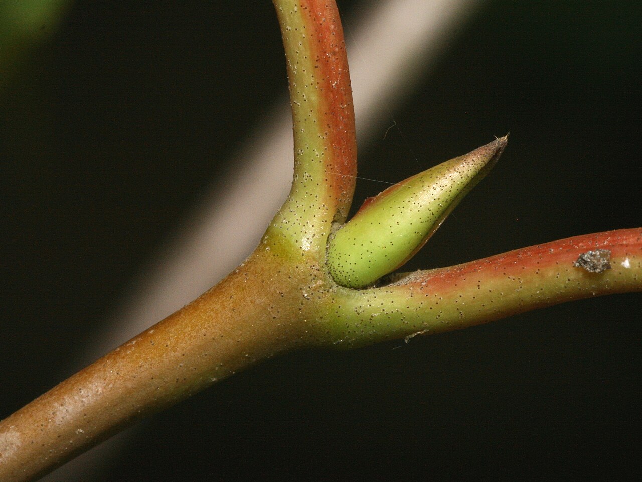Japanese viburnum: Bud of Viburnum japonicum, Arboretum in Brno, Czech Republic