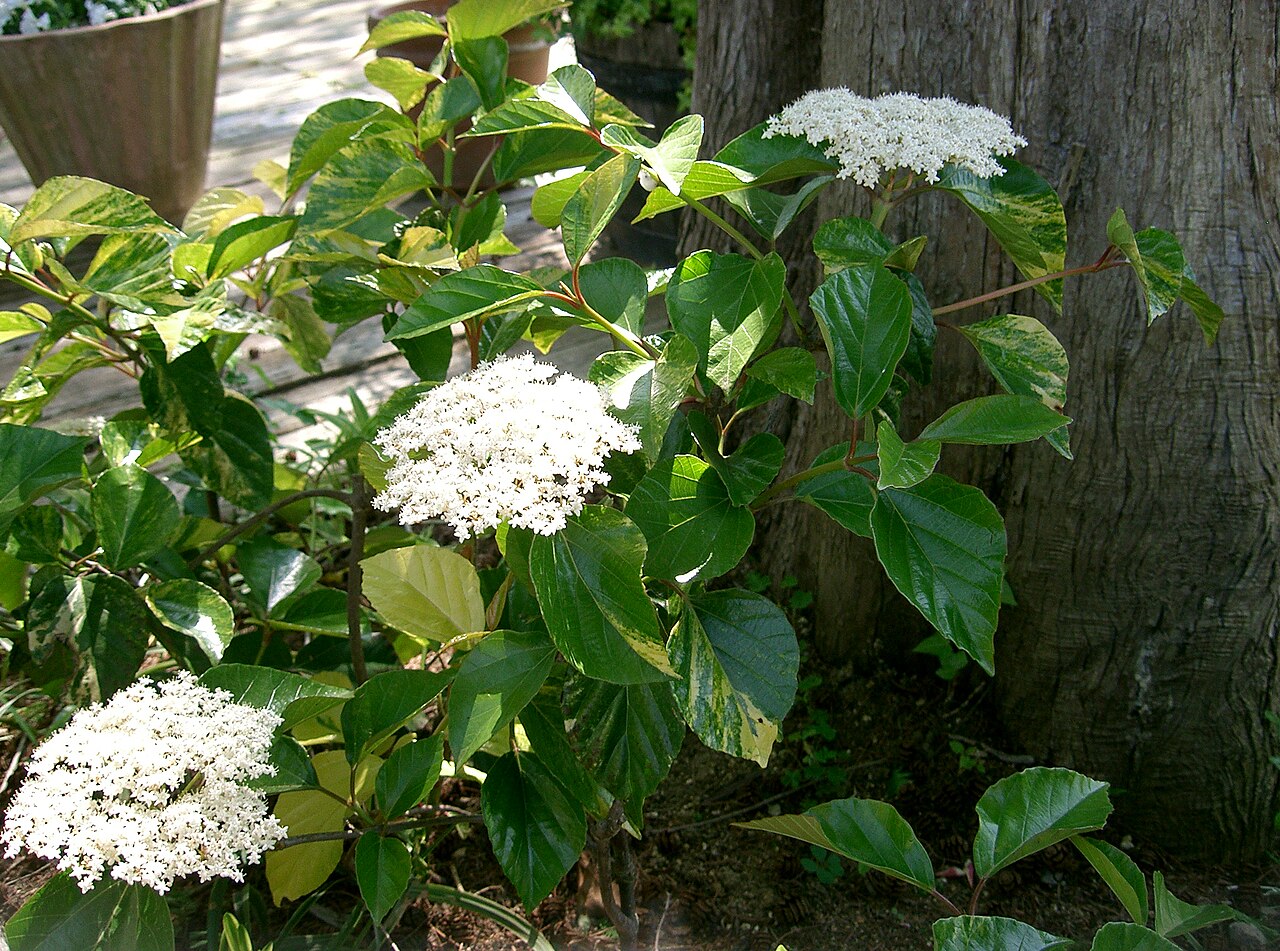 Japanese viburnum: ハクサンボク