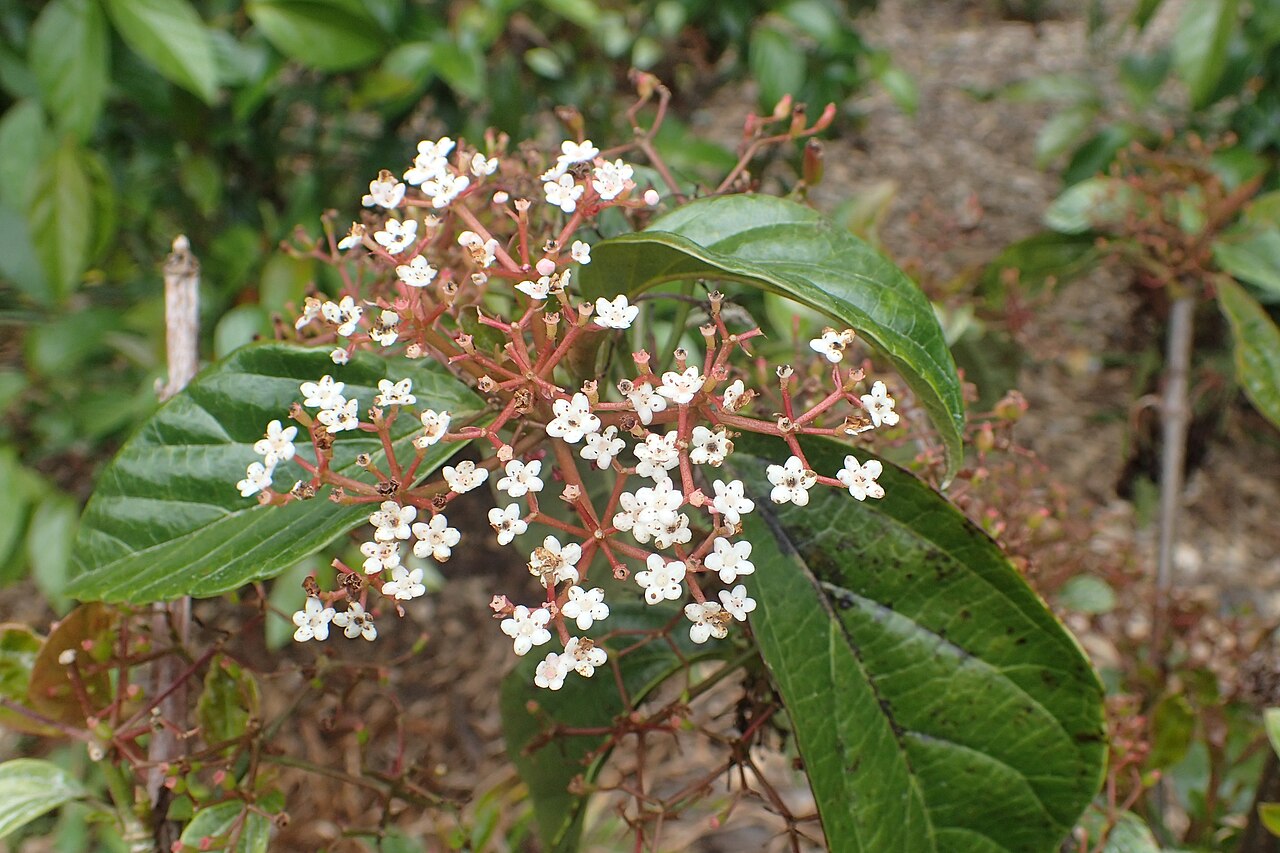 Japanese viburnum: Viburnum japonicum in Auckland Botanic Gardens