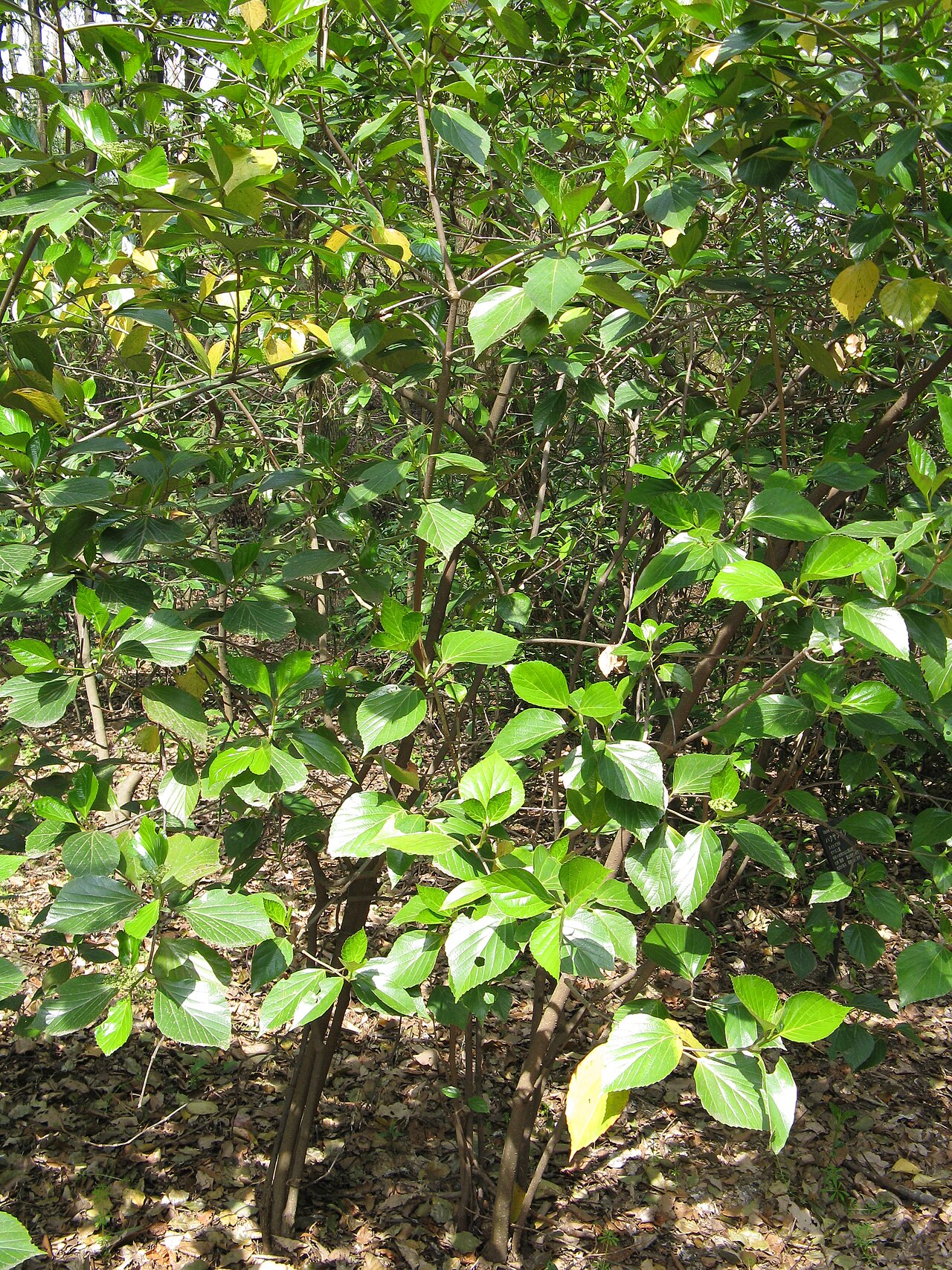 Japanese viburnum: Viburnum japonicum