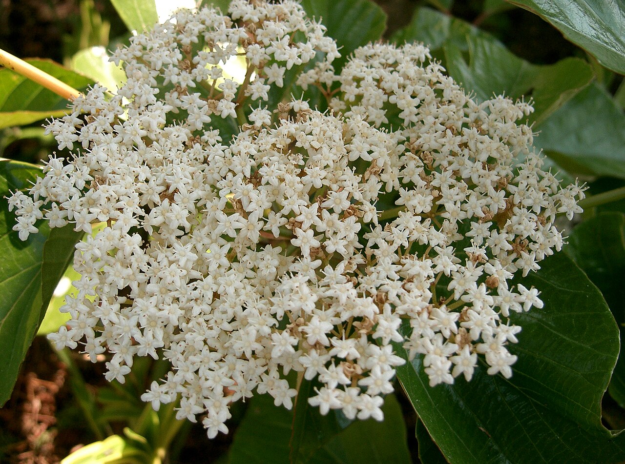 Japanese viburnum: ハクサンボク
