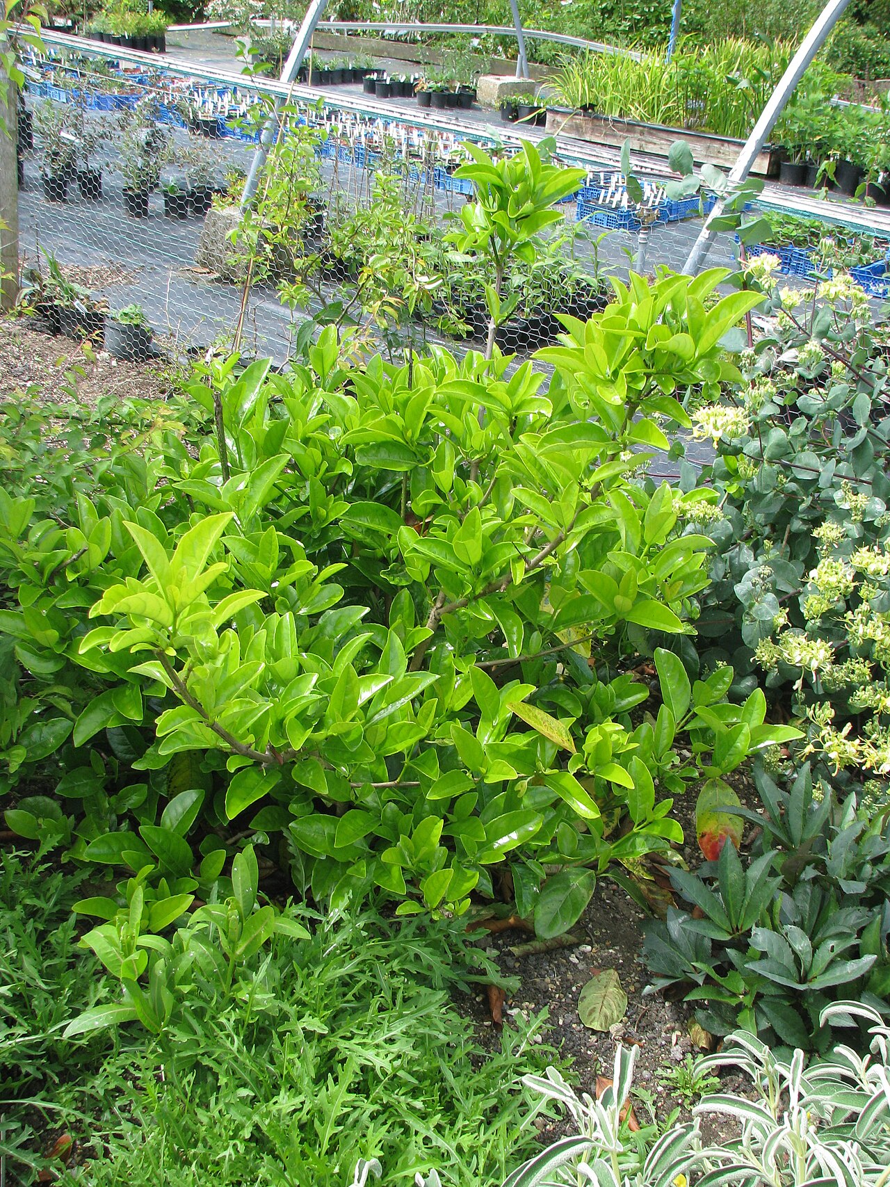 Japanese viburnum: came through the winter with some damage but much less than some much hardier species